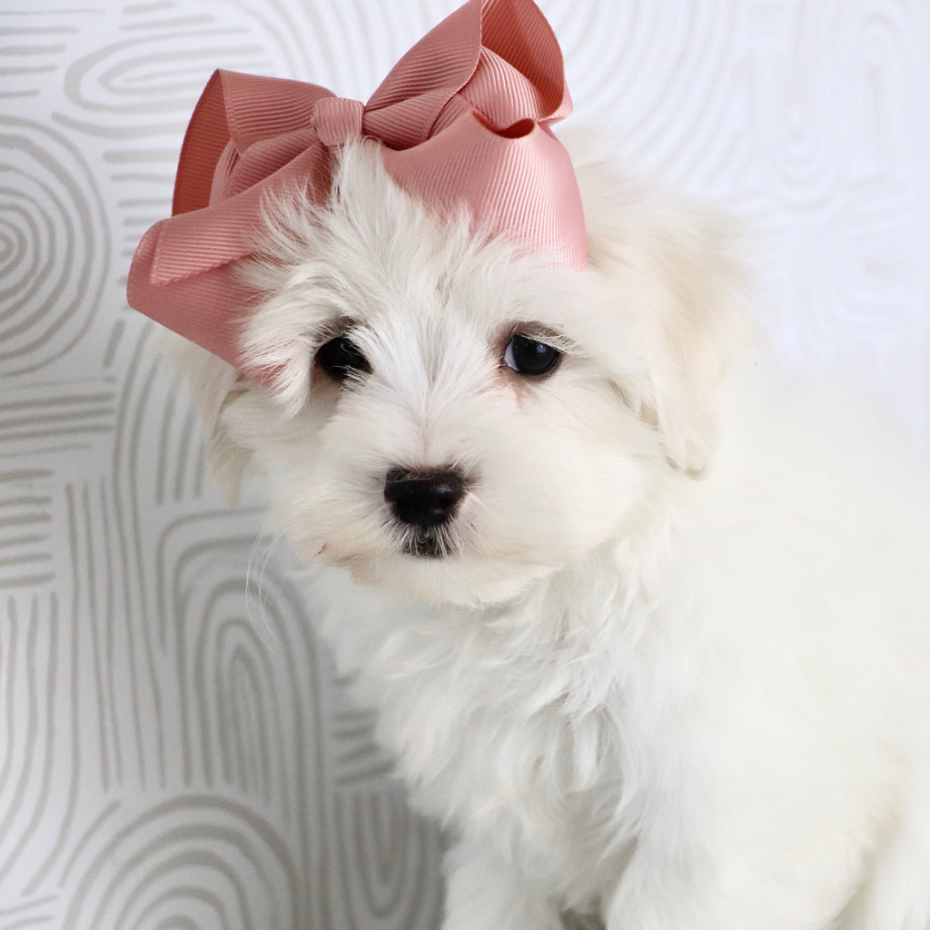 Lana - Available Now