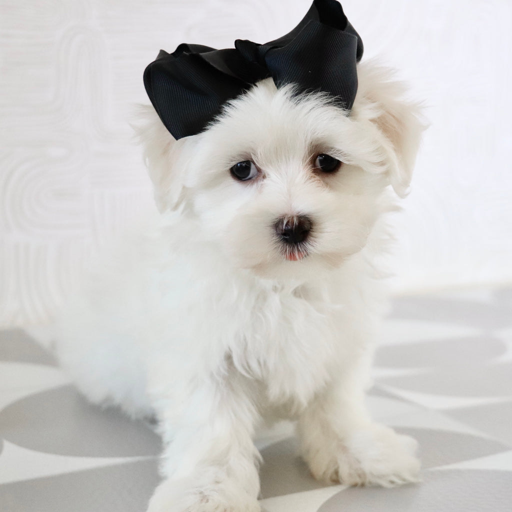 Kari - Available Now