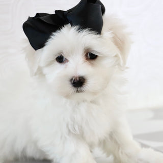 Kari - Available Now