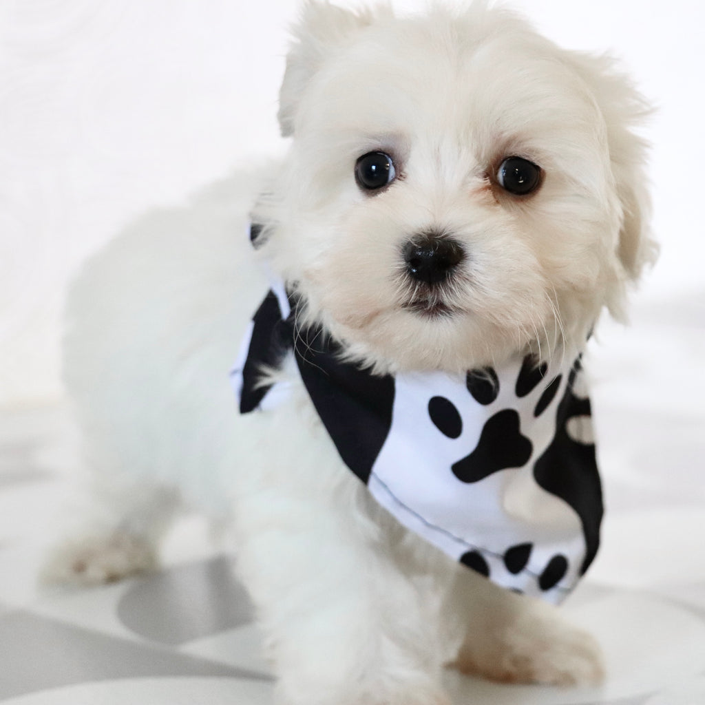 Turbo - Available Now