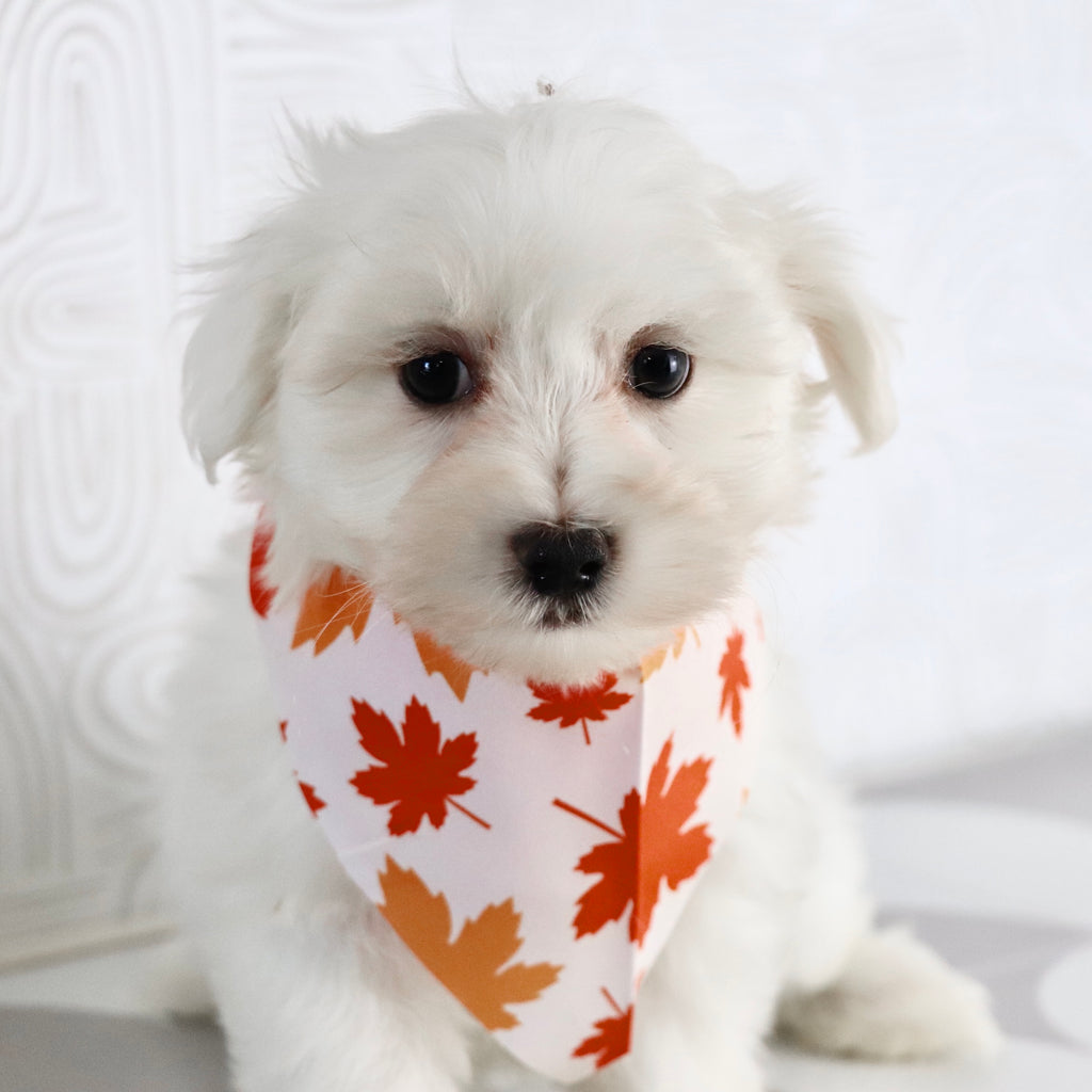 Felix - Available Now