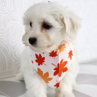 Felix - Available Now