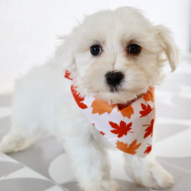 Felix - Available Now