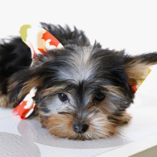 Tooele - Available Now