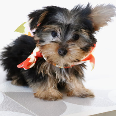 Tooele - Available Now