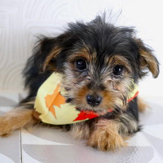 Fairway - Available Now