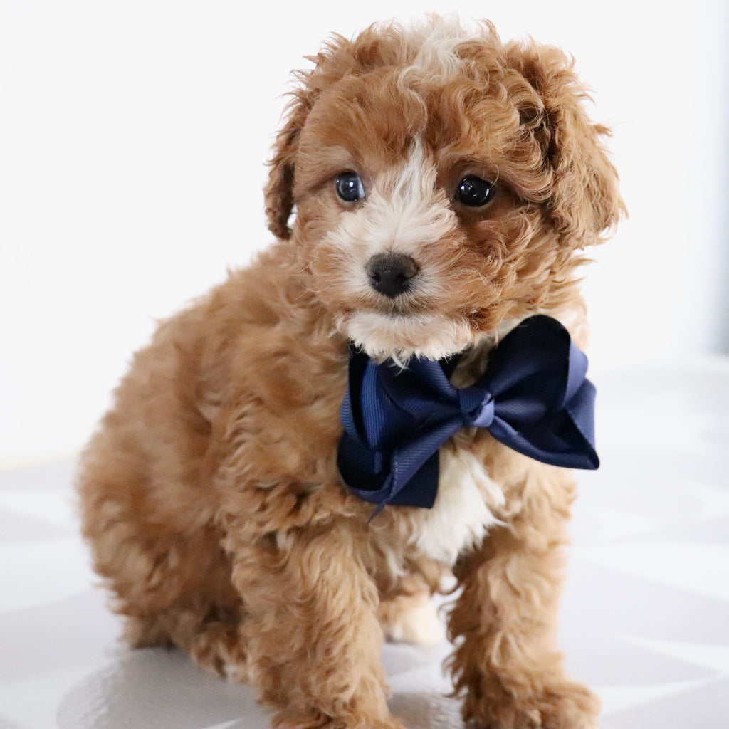 Devin - Available Now