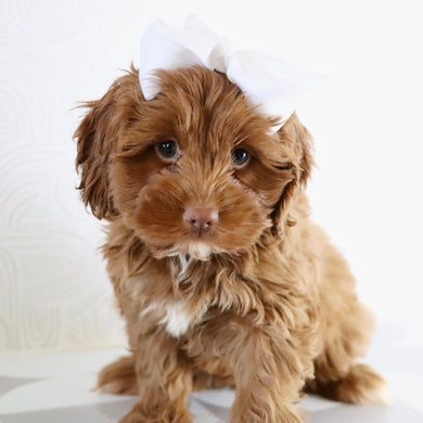 Hannah - Available Now