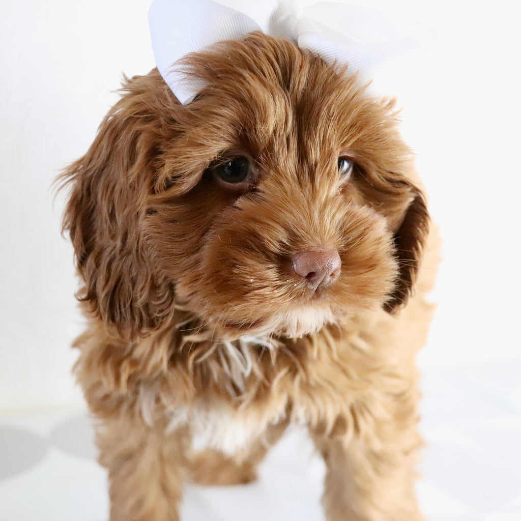 Hannah - Available Now