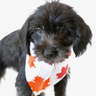 Hans - Available Now