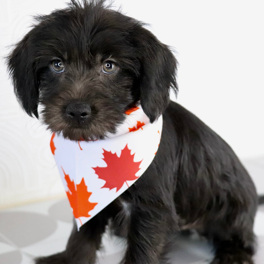 Hans - Available Now