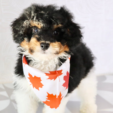 Elliot - Available Now