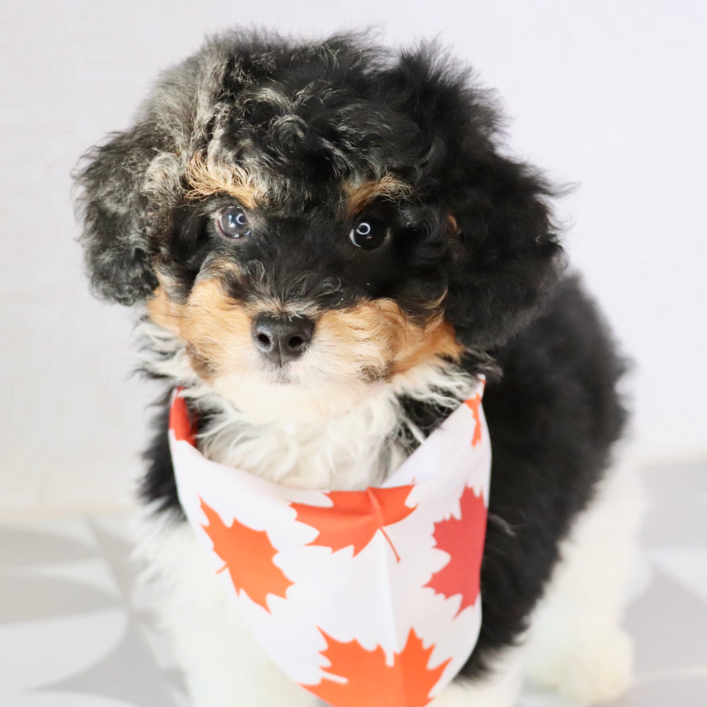 Elliot - Available Now