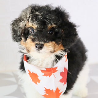 Elliot - Available Now