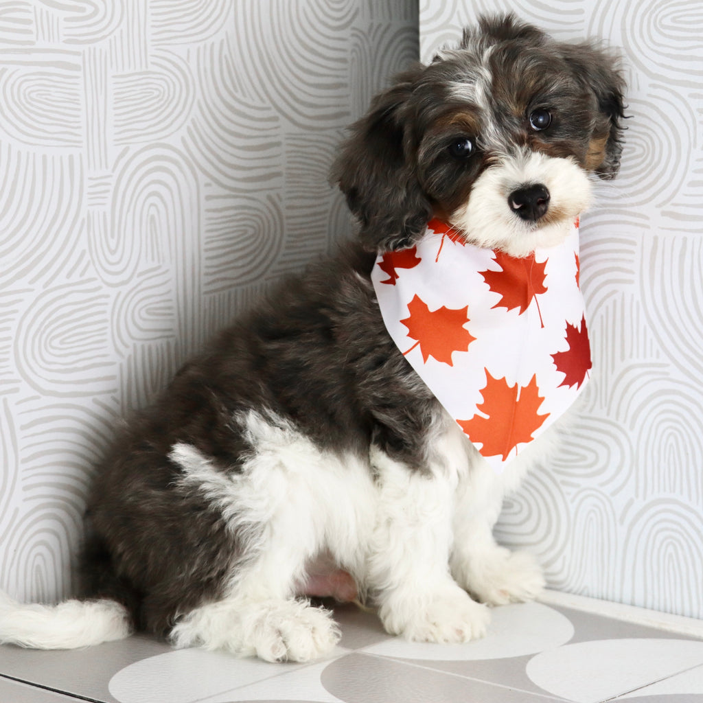 Rhett - Available Now