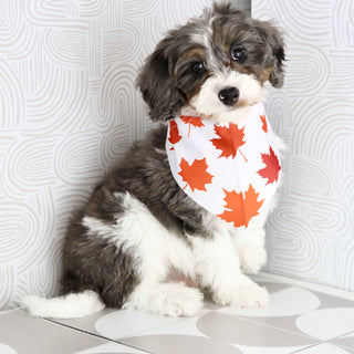 Rhett - Available Now