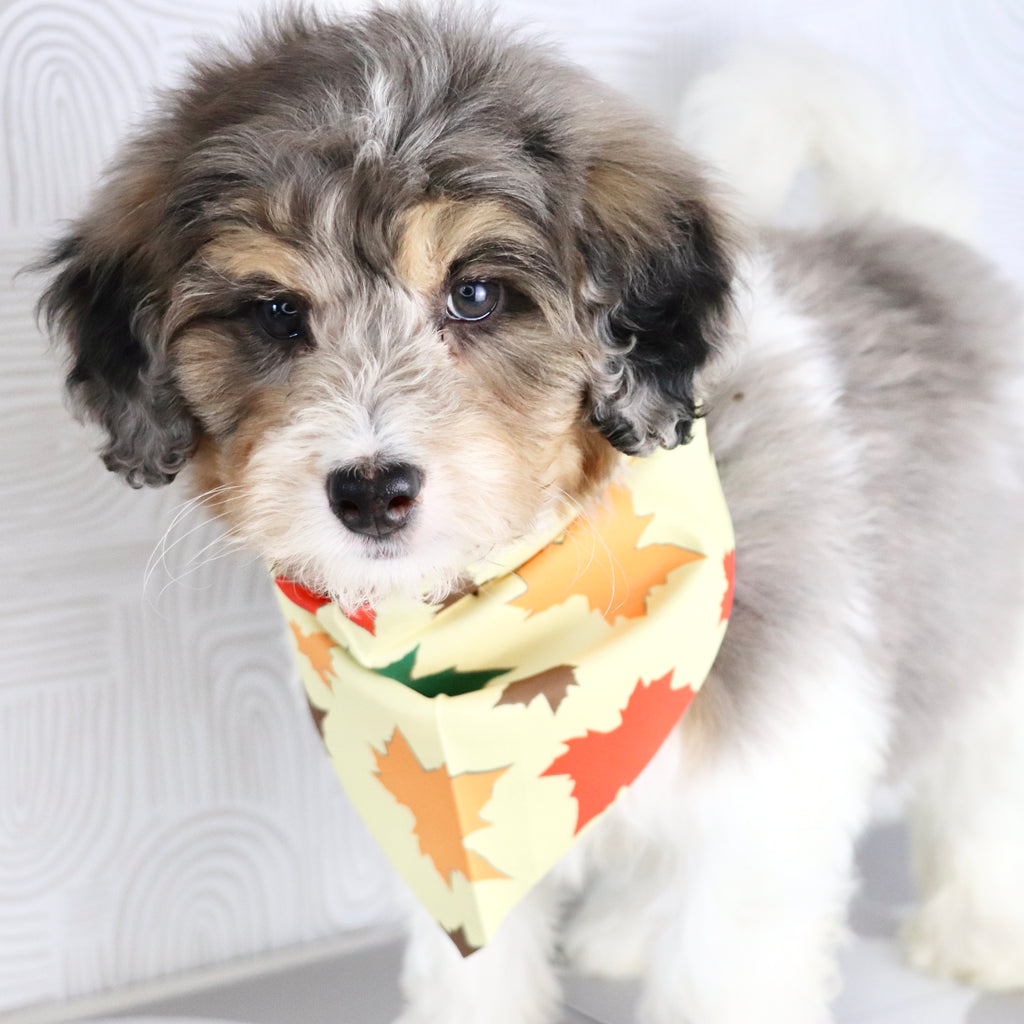 Thomas - Available Now