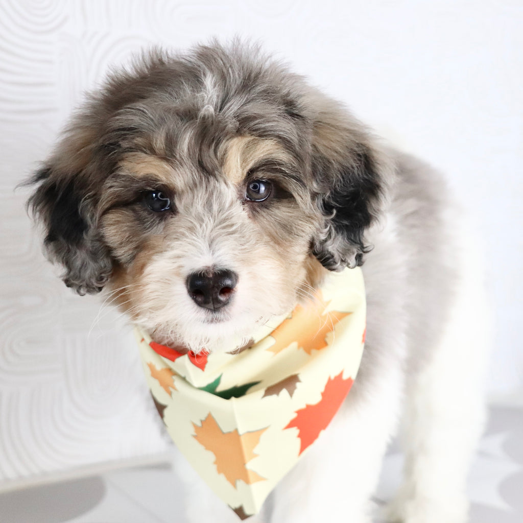 Thomas - Available Now