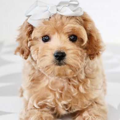 Riona - Available Now