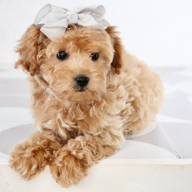 Riona - Available Now