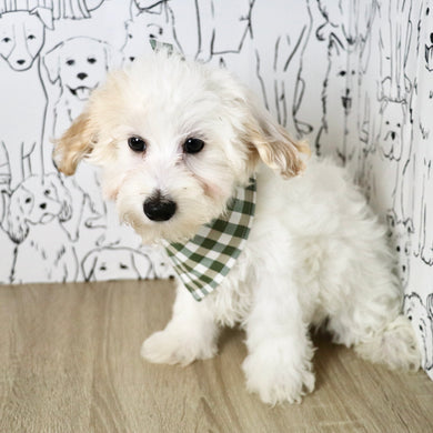 Harley - Available Now