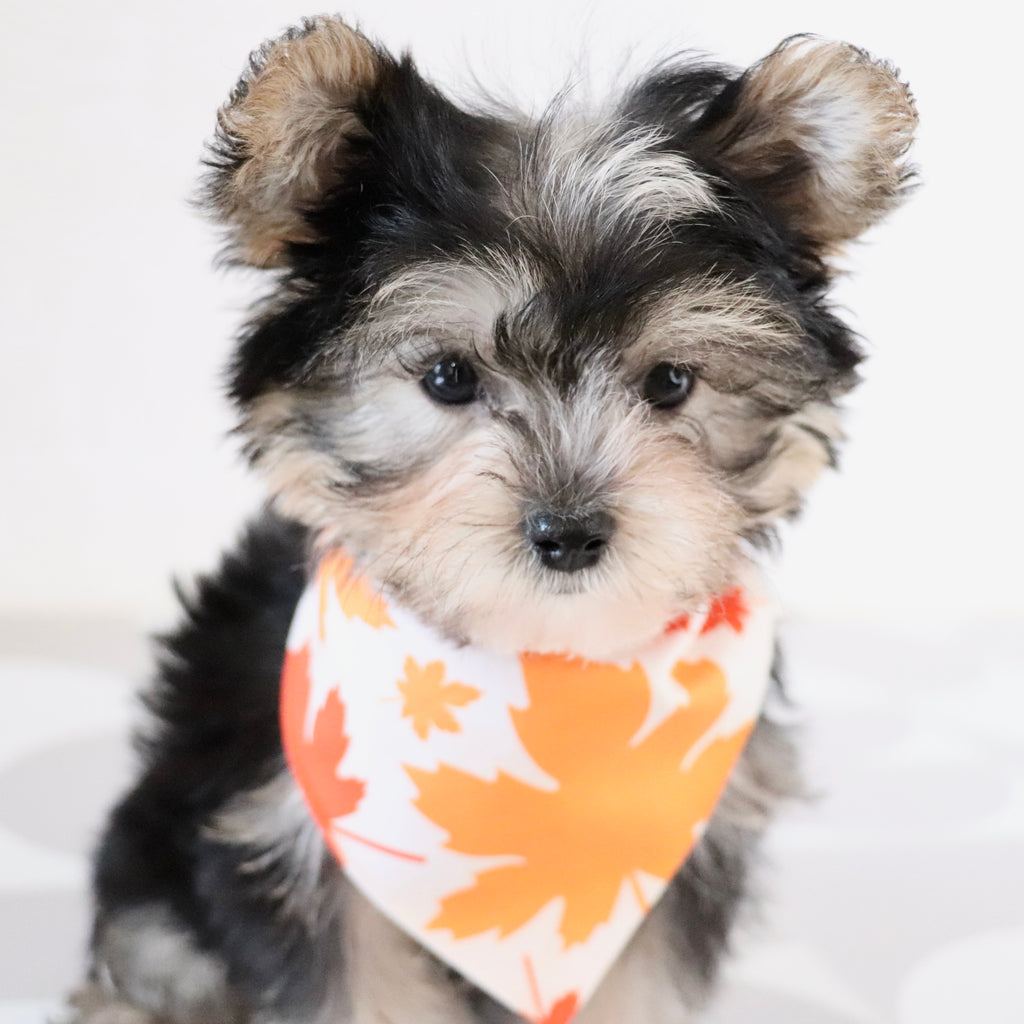 Dustin - Available Now