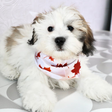 Woof - Available Now