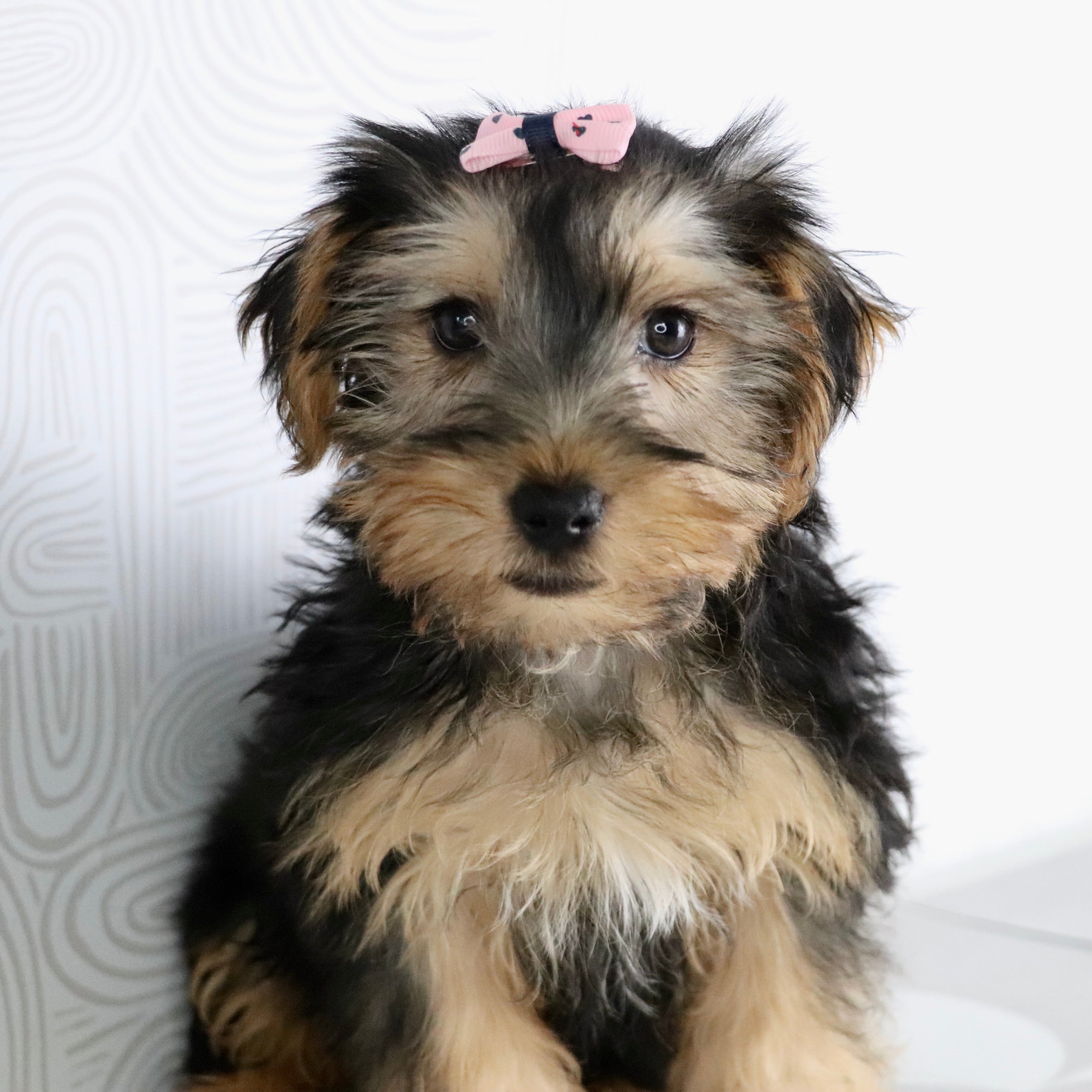 Why Choose Happytail Puppies
