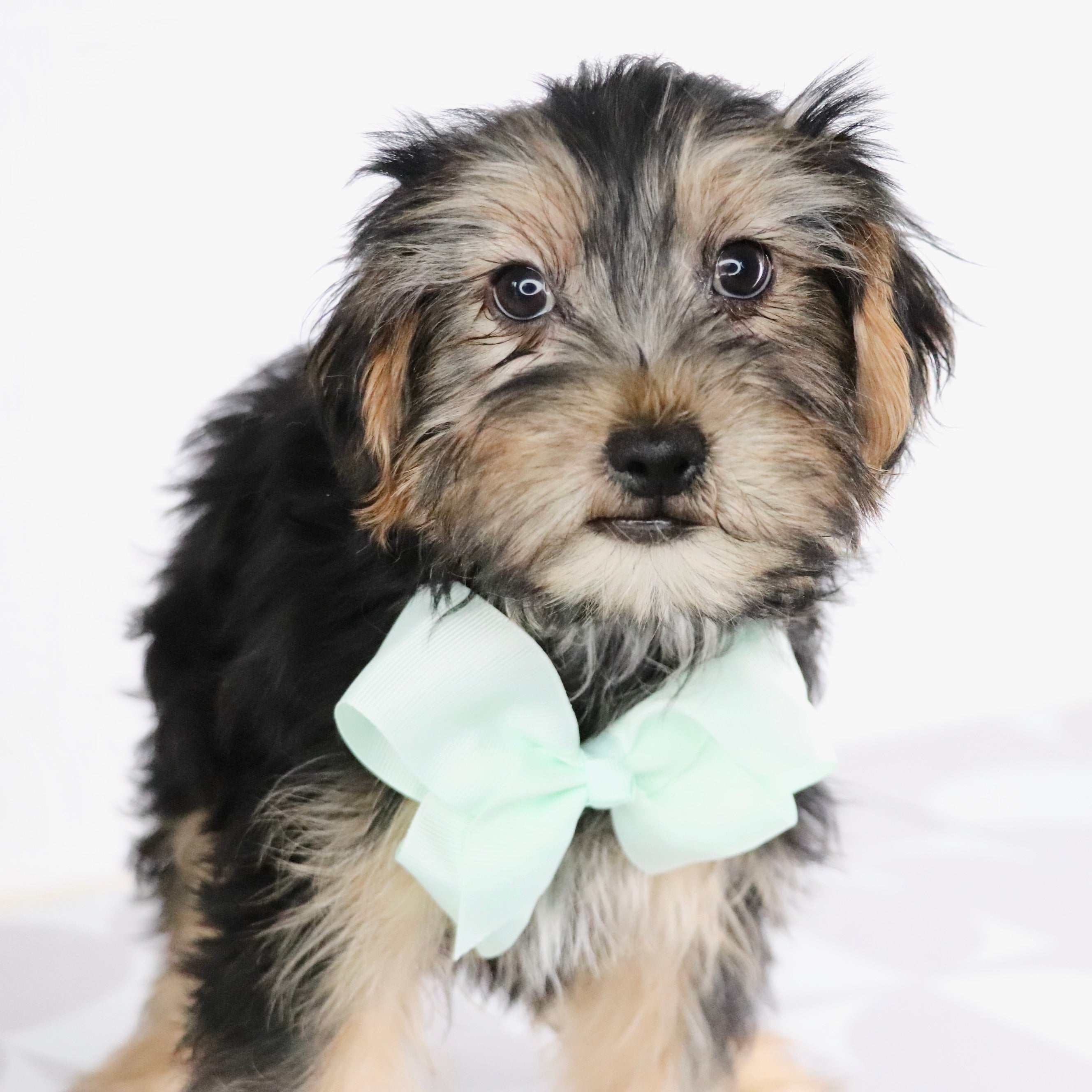 Puppies for Sale in Elizabeth City