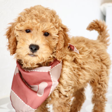 Josef - Available Now