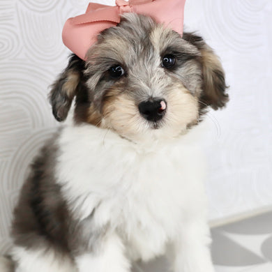 Rosaria - Available Now