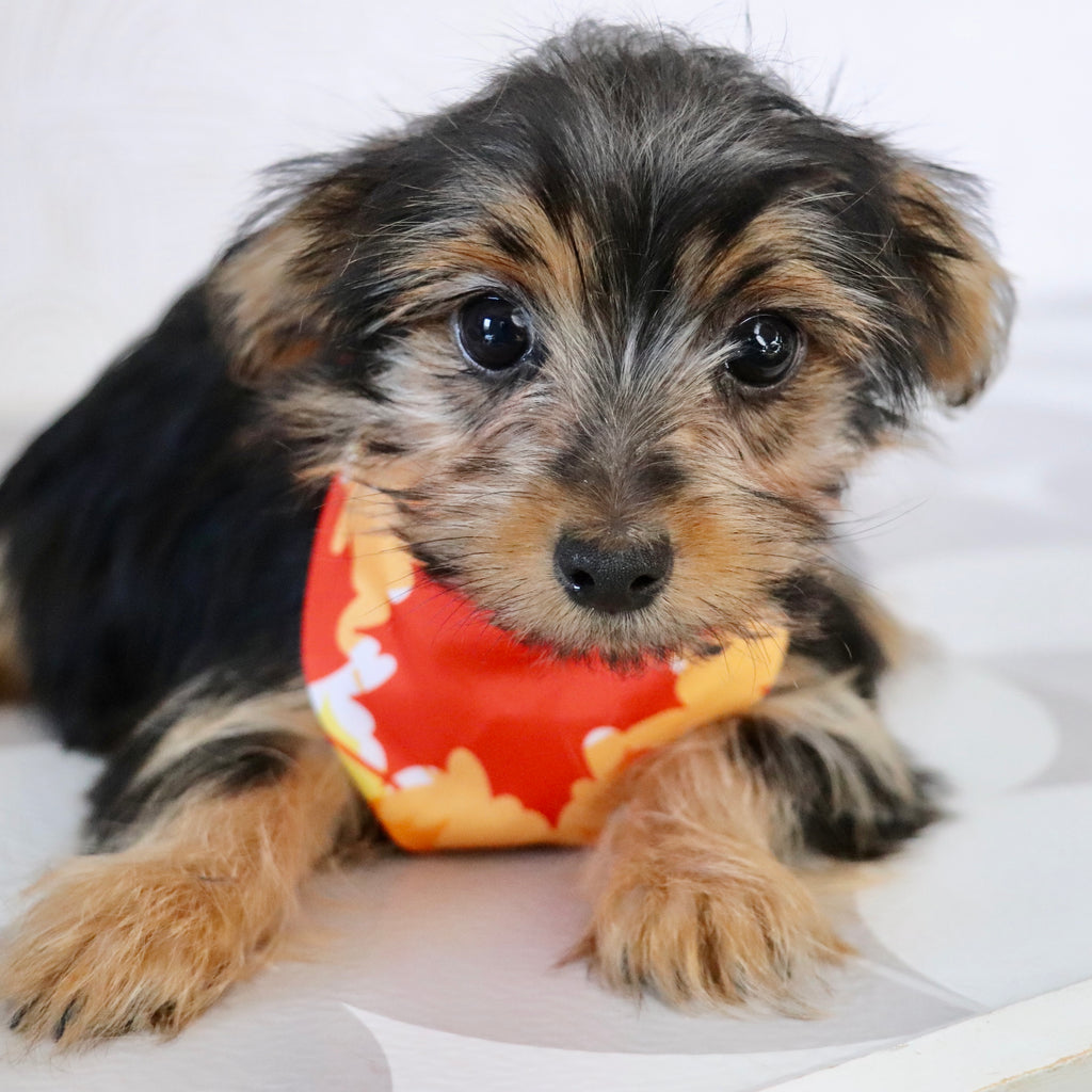 Fairway - Available Now