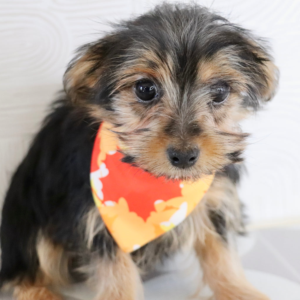 Fairway - Available Now