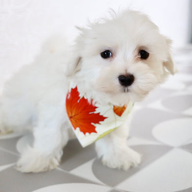 Josh - Available Now