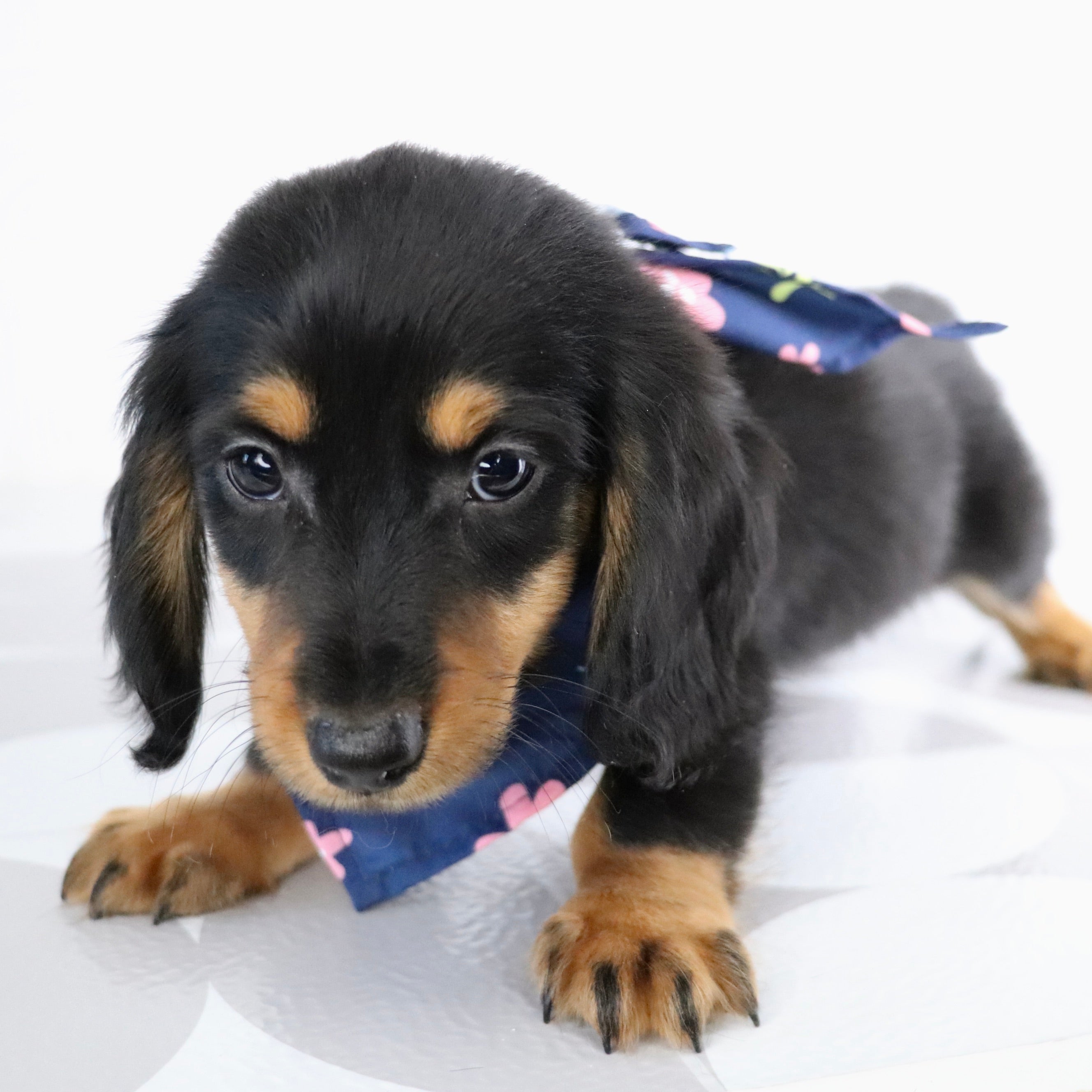 Puppies for Sale in Mcleansville, NC