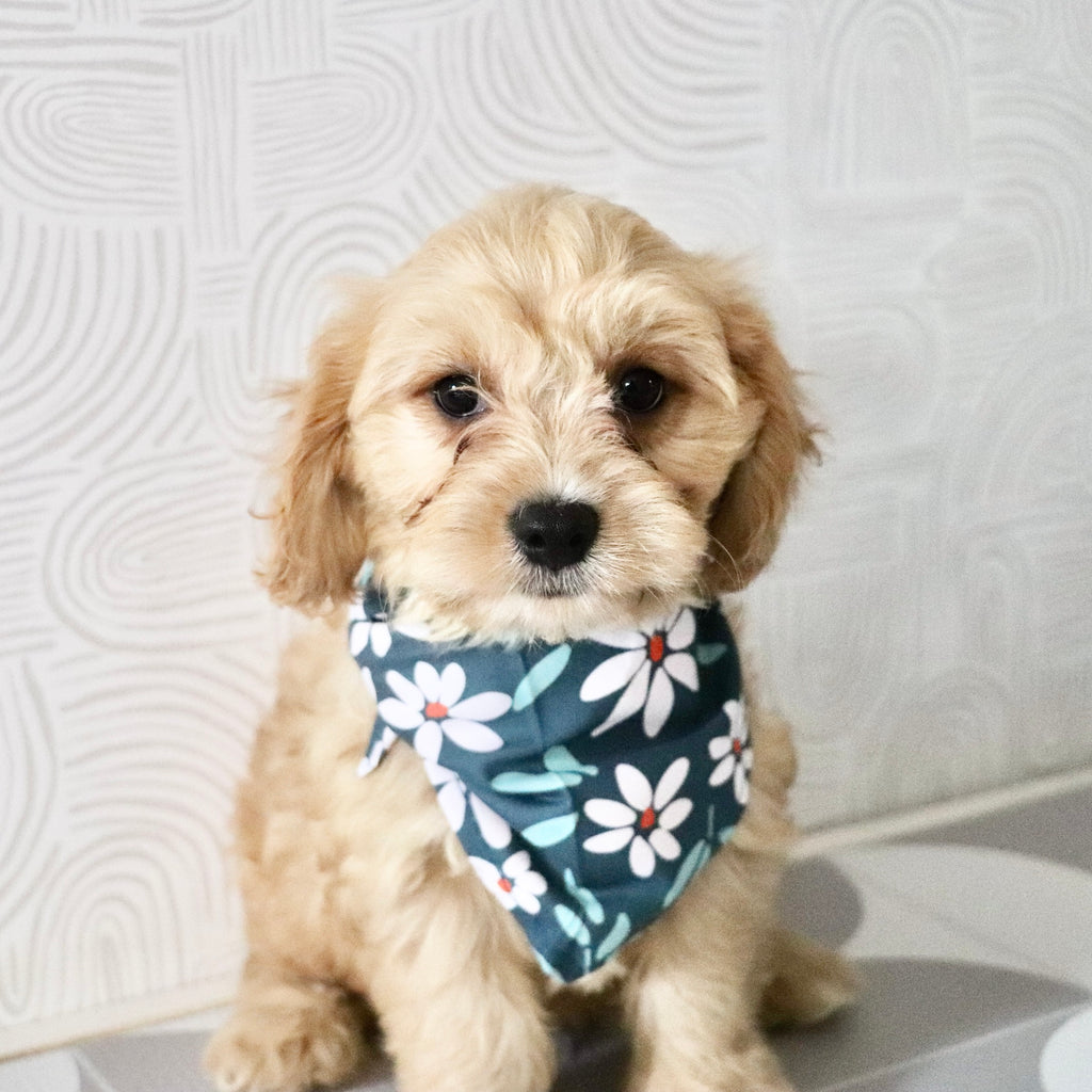 Bernie - Available Now