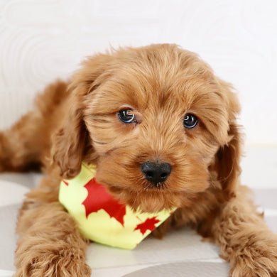 Willie - Available Now