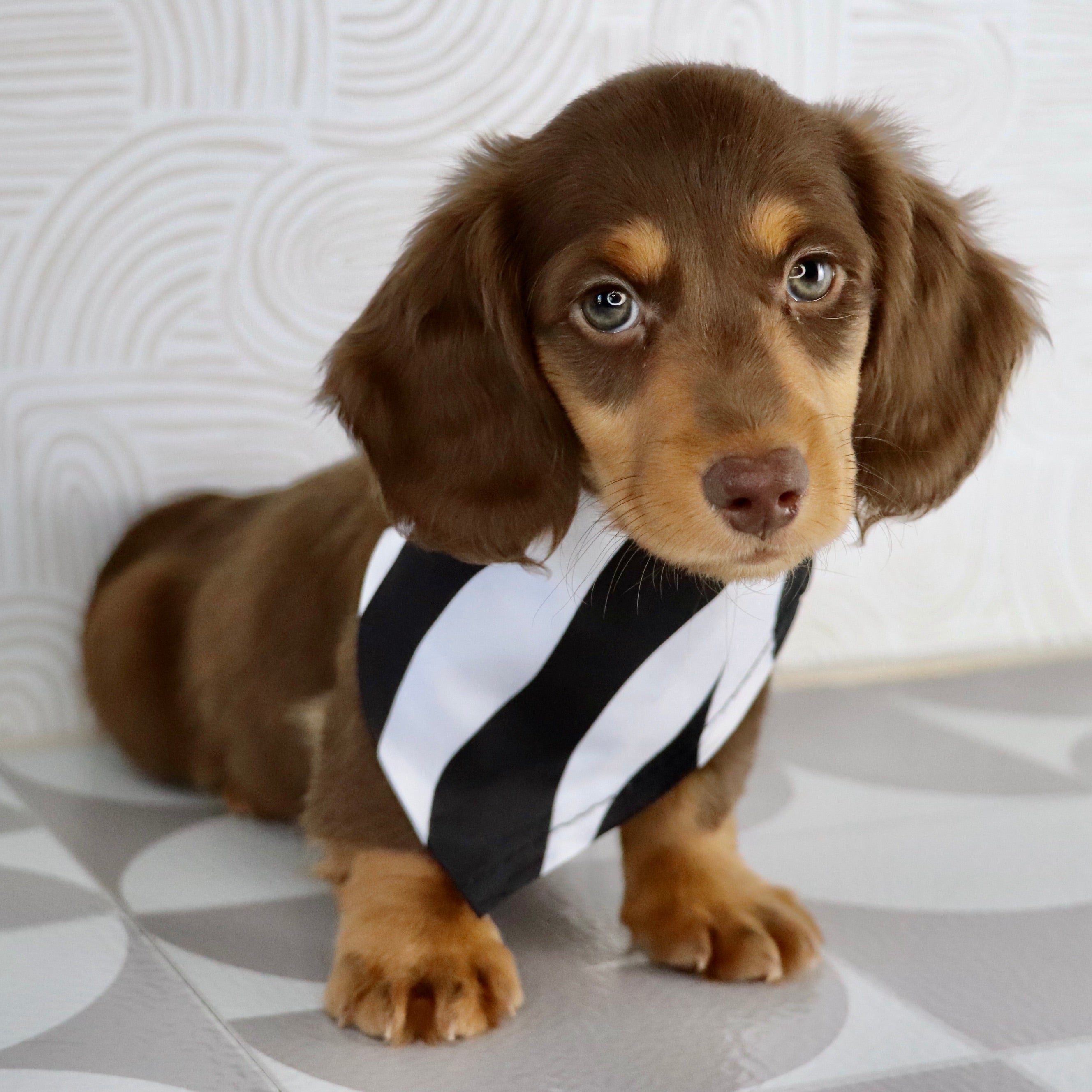 Why Choose Happytail Puppies?