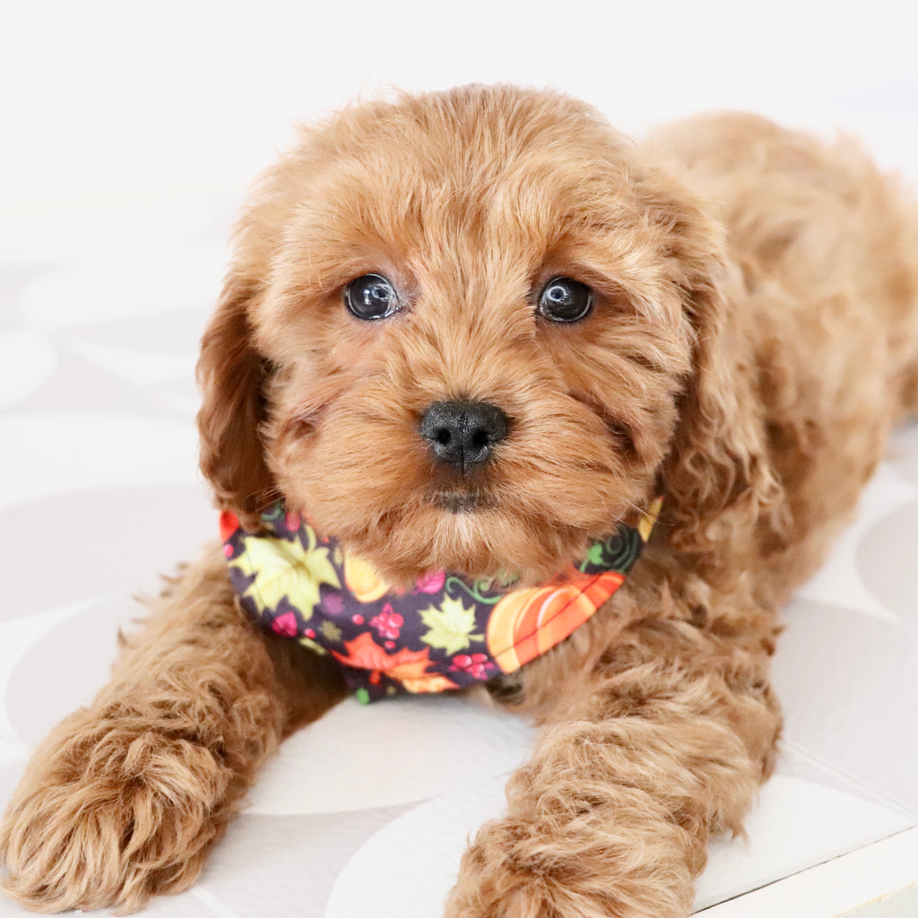 Vince - Available Now