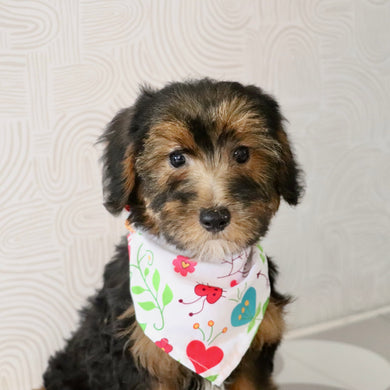 Eleanor - Available Now