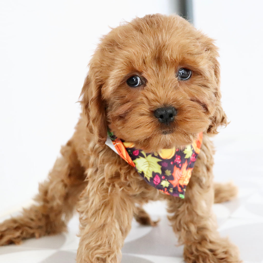 Vince - Available Now