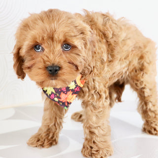 Vince - Available Now