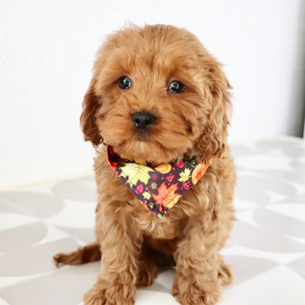 Vince - Available Now