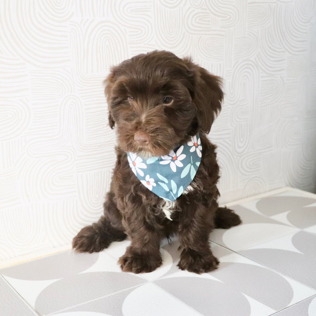 Eddie - Available Now