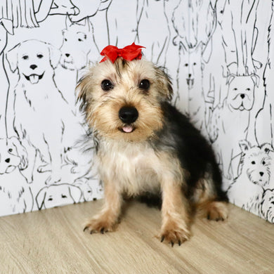 Daisy - Available Now