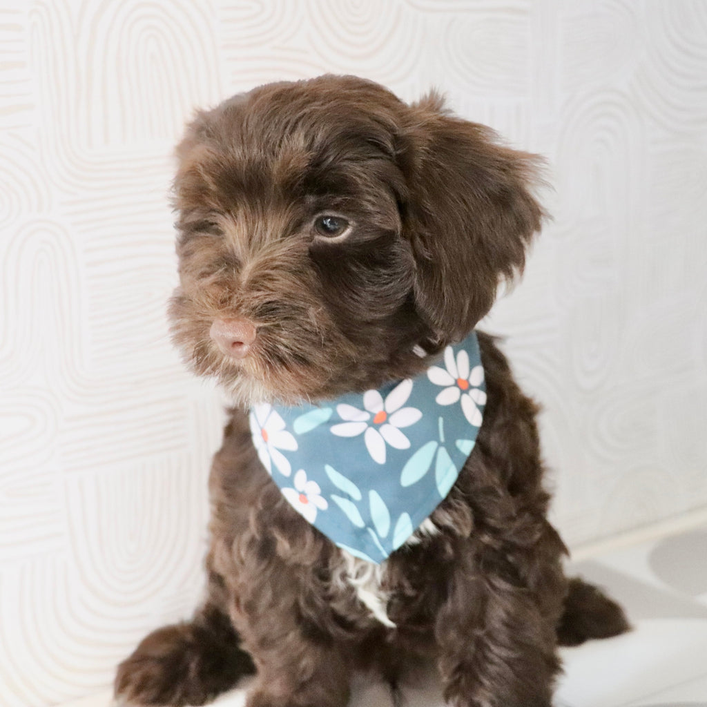 Eddie - Available Now
