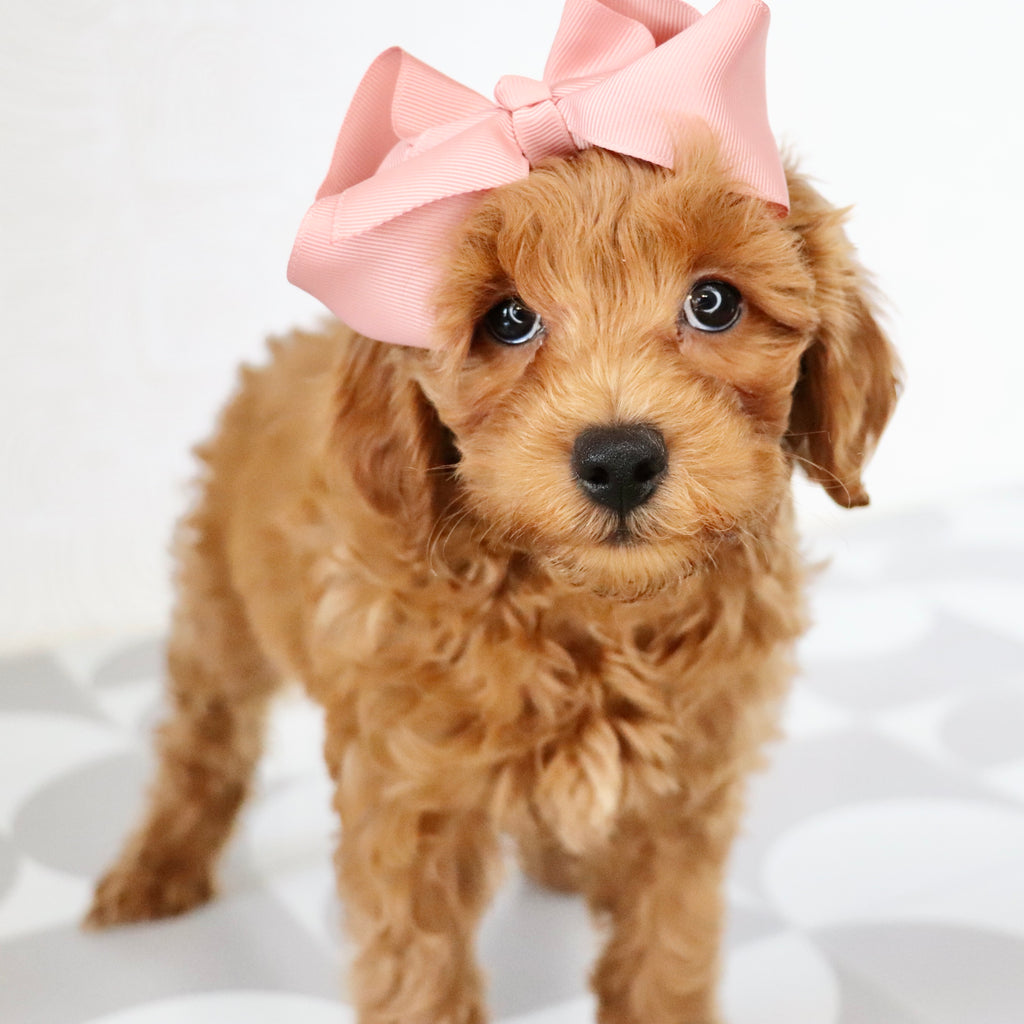 Carmen - Available Now