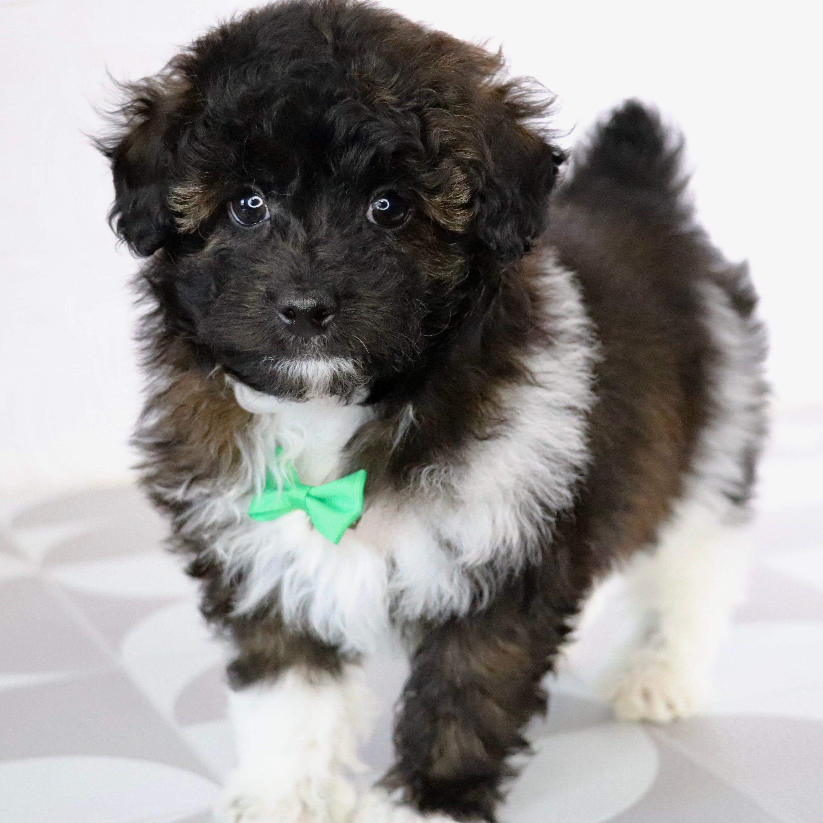 Puppies for Sale in Bermuda Run