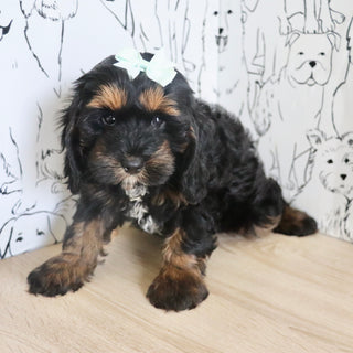 Primrose - Available Now