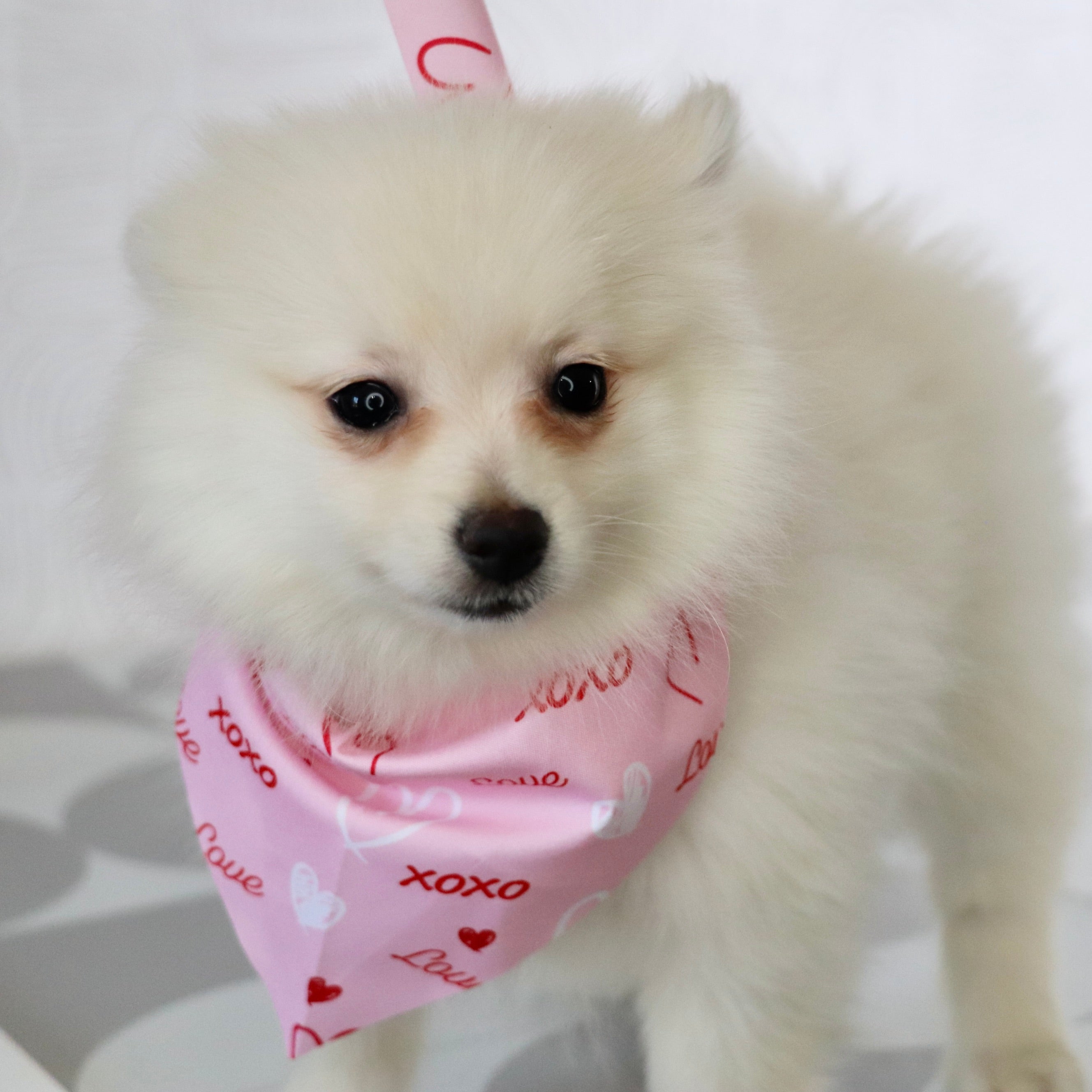 Puppies for Sale in Pleasant Garden, NC